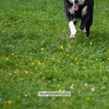 Photo 1/1 Chien retrouvé Perdu à Ormesson sur marne