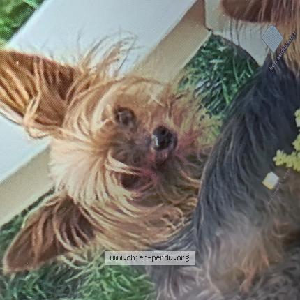 Photo de chien perdu à Reminiac