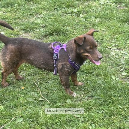 Photo 1/1 Chien retrouvé Perdu à Noisy le grand