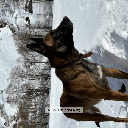 Photo de chien perdu à Cailloux Sur Fontaines