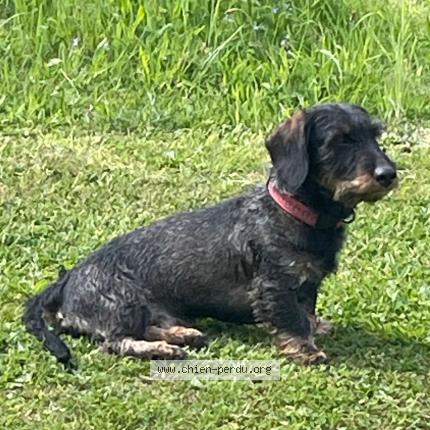 Photo 1/1 Chien retrouvé Perdu à Labaroche