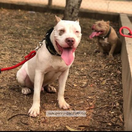 Photo de chien perdu à Entrada Copan Frontera Florido