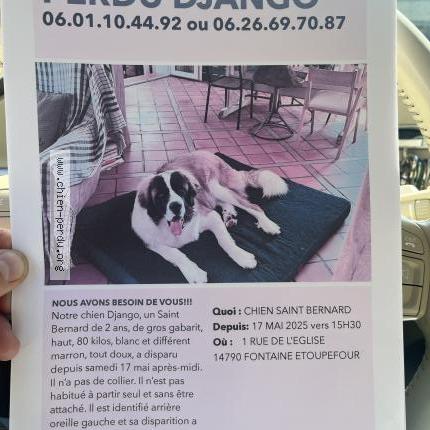 Photo 1/1 Chien retrouvé Perdu à Fontaine etoupefour