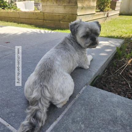 Photo de chien trouvé à Queven