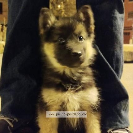 Photo de chien perdu à Oruro