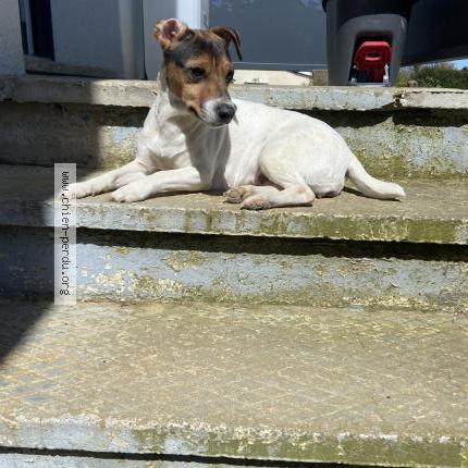 Photo 1/1 Chien retrouvé Perdu à Saint erblon