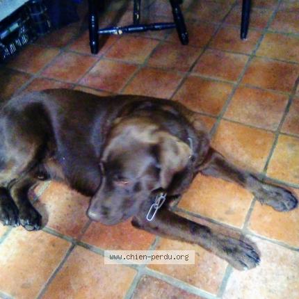 Photo de chien perdu à Curgy