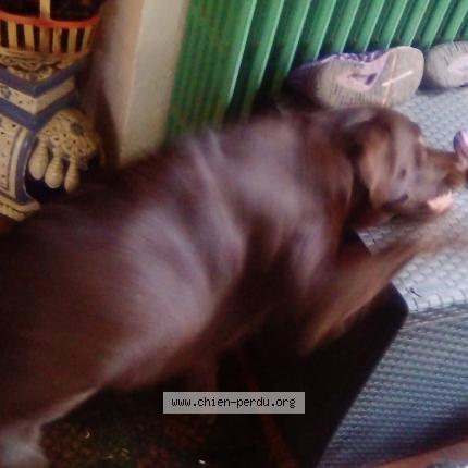 Photo 3/3 Chien retrouvé Perdu à Curgy