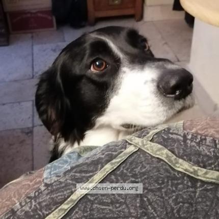 Photo 1/1 Chien retrouvé Perdu à Saint pierre d entremont
