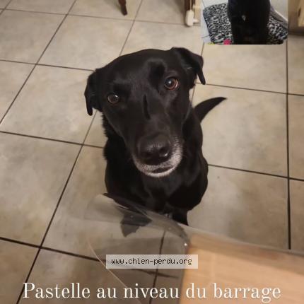 Photo de chien perdu à Villerest