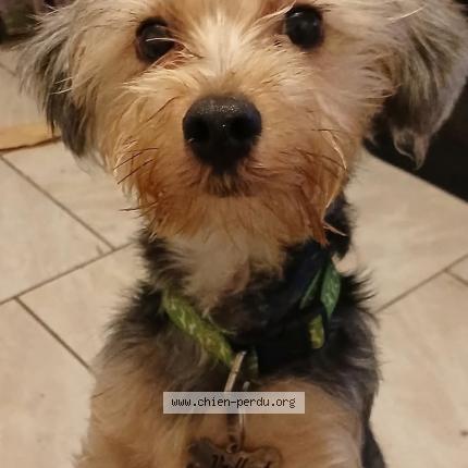 Photo de chien perdu à Fleurbaix