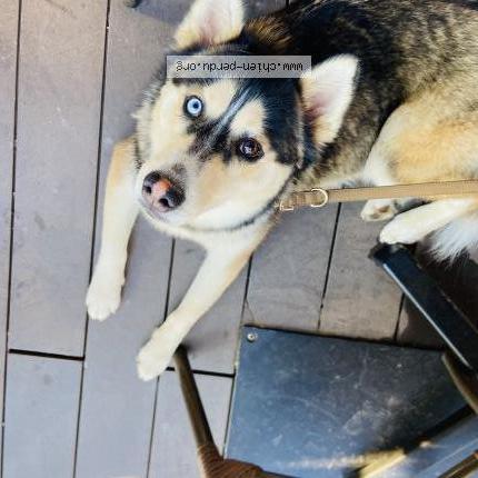 Photo de chien perdu à Bihorel