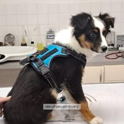 Photo 1/1 Chien retrouvé Perdu à 92130 issy les moulineaux