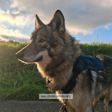 Photo de chien perdu à Bretoncelles