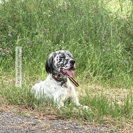 Photo 1/1 Chien retrouvé Perdu à Le riols