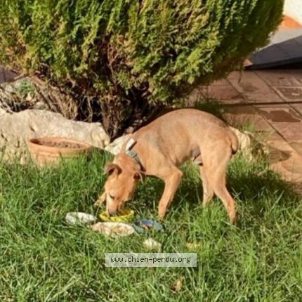 Photo 1/1 Chien retrouvé Perdu à Roques