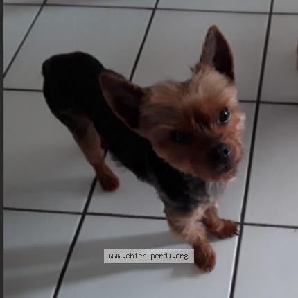 Photo 1/1 Chien retrouvé Perdu à Doue en anjou