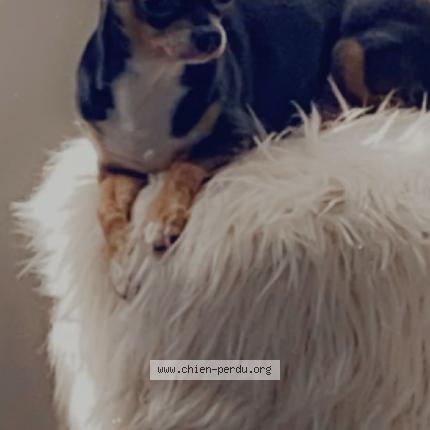 Photo de chien perdu à Perpignan
