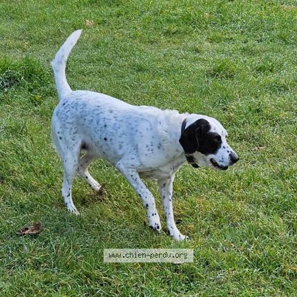 Photo 1/1 Orane Chien perdu à Raphele les arles