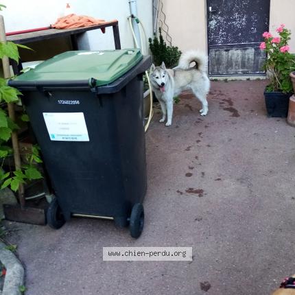 Photo 1/1 Chien retrouvé Trouvé à Sannois