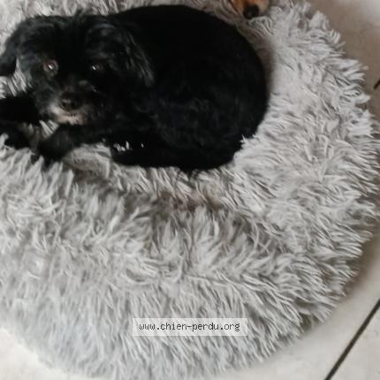 Photo de chien perdu à Nevers