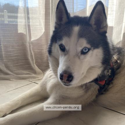 Photo 1/1 Chien retrouvé Perdu à Charmes