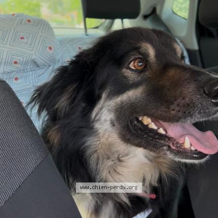 Photo de chien perdu à Colomiers