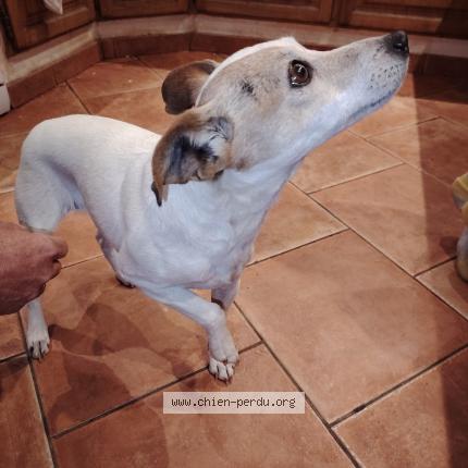 Photo de chien trouvé à Leran