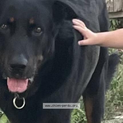 Photo 1/1 Chien retrouvé Perdu à Saint martial