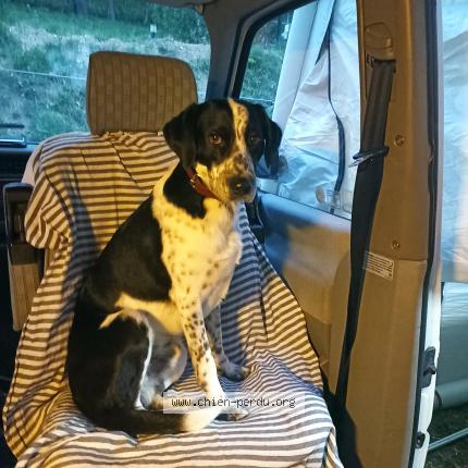 Photo 1/1 Chien retrouvé Perdu à Nimes