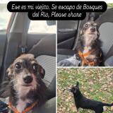 Photo de chien retrouvé à Trujillo Alto