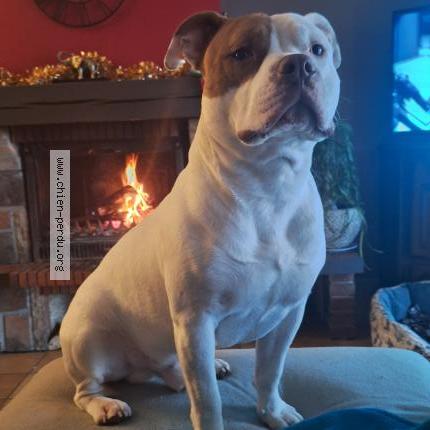 Photo de chien perdu à Toulouse