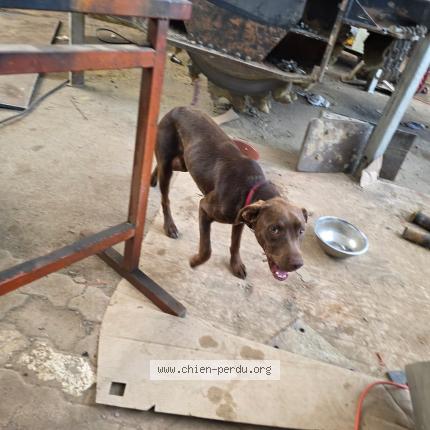 Photo de chien trouvé à Poussan