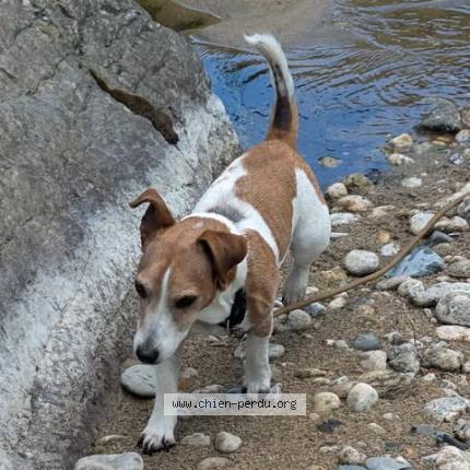 Photo de chien perdu à Bras