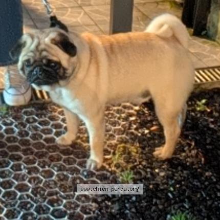 Photo de chien trouvé à Couilly Pont Aux Dames