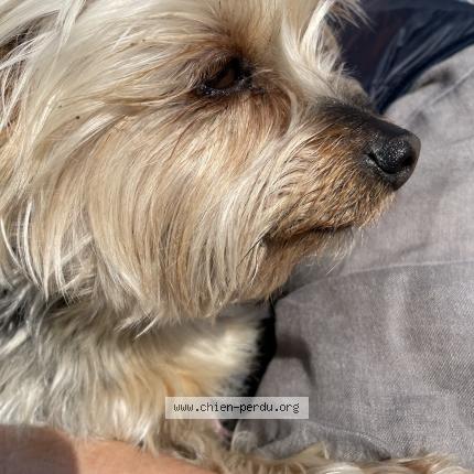 Photo de chien trouvé à La Baule Escoublac