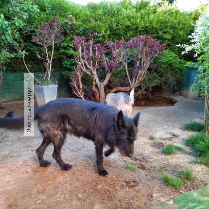 Photo de chien perdu à Muespach