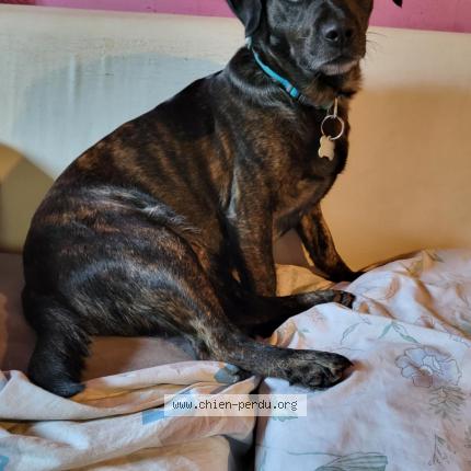 Photo de chien perdu à Pont De Cheruy