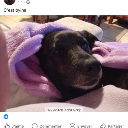 Photo 2/2 Chien retrouvé Perdu à Pont de cheruy