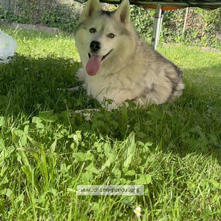 Photo 1/1 Chien retrouvé Perdu à Montauban