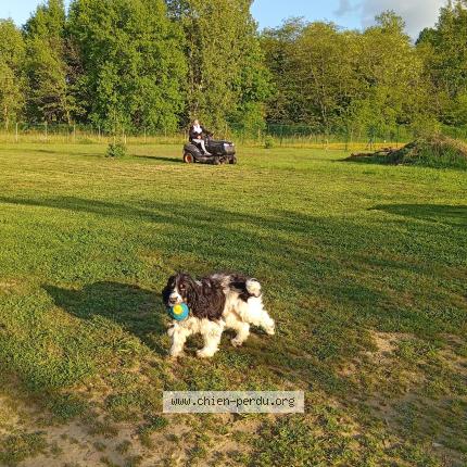 Photo 1/1 Chien retrouvé Perdu à Fontet