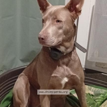 Photo de chien perdu à Fontet