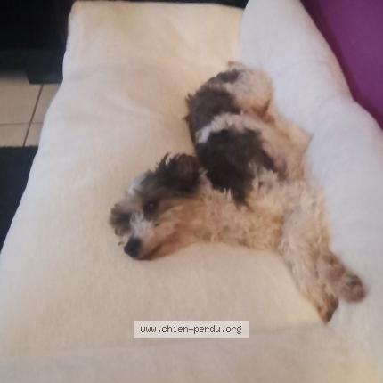 Photo 1/1 Chien retrouvé Perdu à St aubin de baubigne