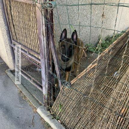 Photo de chien trouvé à Pantin