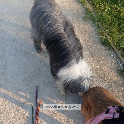 Photo de chien trouvé à Le Passage