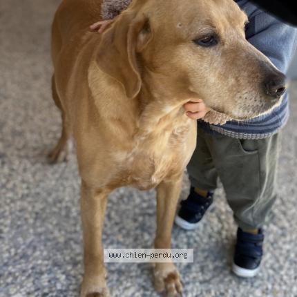 Photo 1/1 Chien retrouvé Perdu à Burie