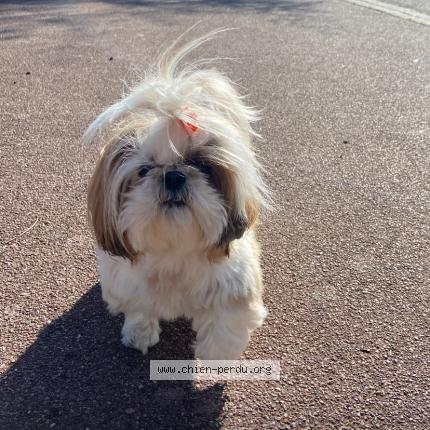 Photo de chien perdu à Mordelles