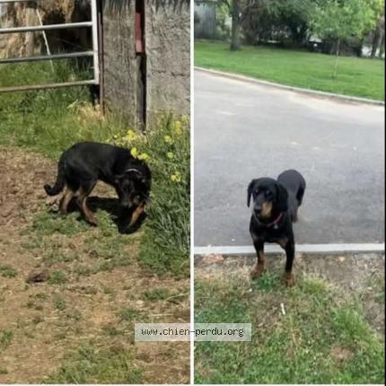 Photo de chien perdu à Thezey Saint Martin