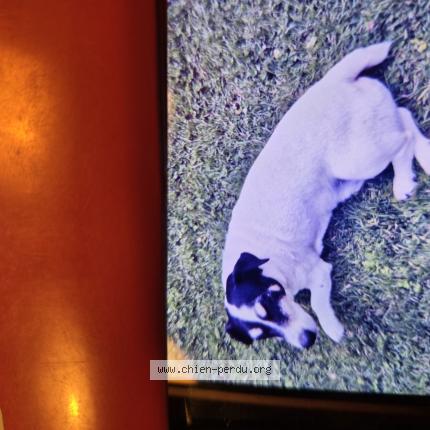 Photo 1/1 Chien retrouvé Perdu à Blacqueville