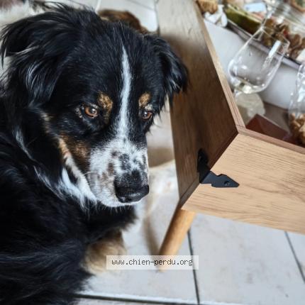 Photo 1/1 Chien retrouvé Perdu à Salon de provence